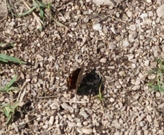 Junonia villida villida