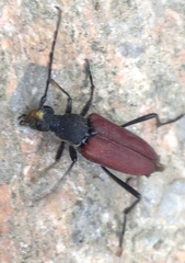 Anastrangalia scotodes continentalis