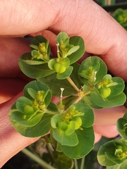 Euphorbia helioscopia image