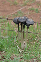 Coprinus calyptratus
