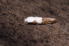 Mompha circumscriptella