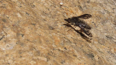 Conophorus fenestratus