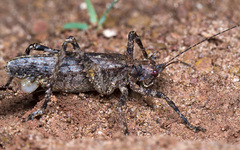 Orthoptera