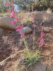 Penstemon confusus