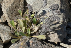 Myosotis traversii cantabrica