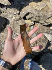 Lessoniaceae