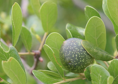 Amphibolips quercuscinerea