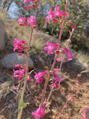 Penstemon confusus