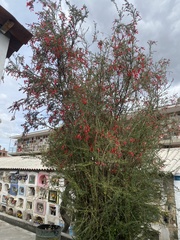 Cantua buxifolia