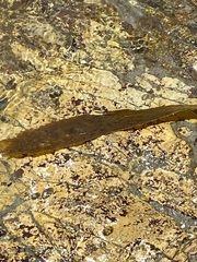 Lessoniaceae