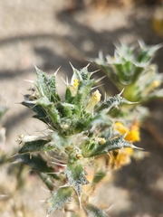 Loeseliastrum schottii