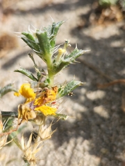 Loeseliastrum schottii
