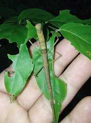 Exocnophila