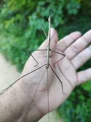 Cladomorphus marcelloi