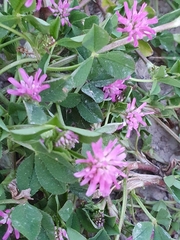 Trifolium resupinatum image