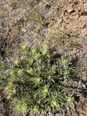 Castilleja thompsonii