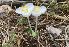 Weldenia candida