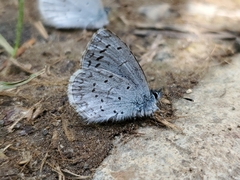 Celastrina echo echo