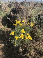 Erigeron linearis