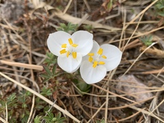 Weldenia candida