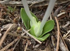 Weldenia candida