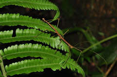 Ceroys perfoliatus