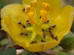 Formicoidea