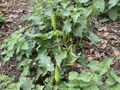 Arum maculatum