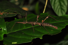 Ceroys perfoliatus