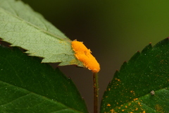 Phragmidium rosae-multiflorae