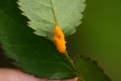 Phragmidium rosae-multiflorae