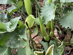 Arum maculatum