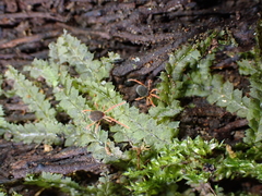 Halotydeus destructor