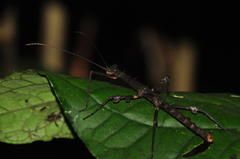 Ceroys perfoliatus