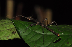 Ceroys perfoliatus
