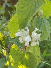 Lamium album