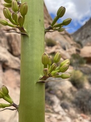 Agave utahensis