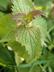 Lamium album