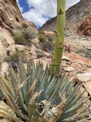 Agave utahensis