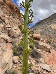 Agave utahensis