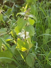 Lamium album