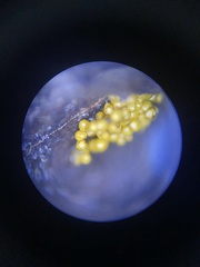 Oligonema schweinitzii