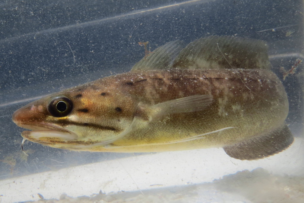 Southern Codling