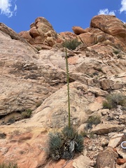 Agave utahensis