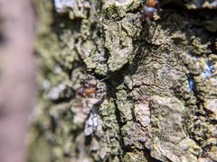 Liometopum occidentale