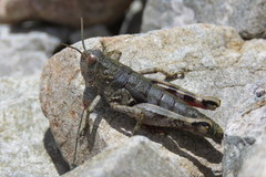 Brachaspis collinus
