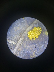 Oligonema schweinitzii