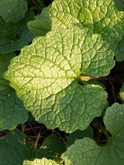 Alliaria petiolata
