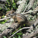 Merriam's Chipmunk - Photo (c) randomtruth, some rights reserved (CC BY-NC-SA)