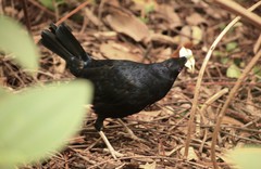 Ptilonorhynchus violaceus violaceus